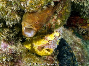 Two frogfish just hanging out. by J. Daniel Horovatin 